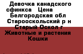 Девочка канадского сфинкса › Цена ­ 3 000 - Белгородская обл., Старооскольский р-н, Старый Оскол г. Животные и растения » Кошки   